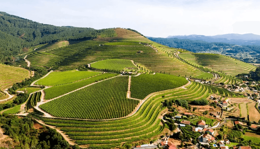 Ruta del Vino: Ribera del Duero y Rioja